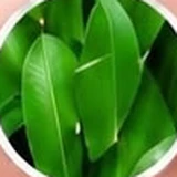 Daun mangga