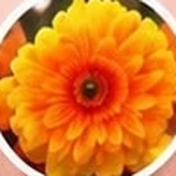 Bunga marigold