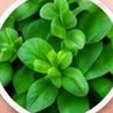Daun spearmint